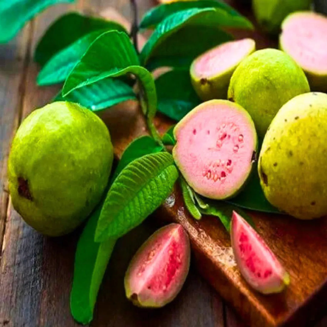 Buy Apple Cross Guava (Psidium Guajava) - Plant Online at Lalitenterprise