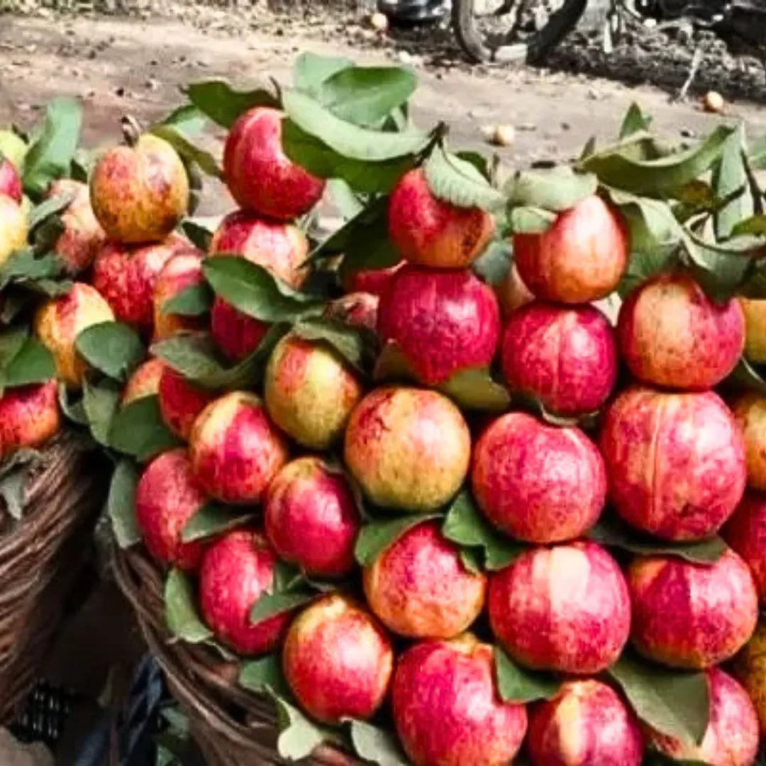 Buy Apple Cross Guava (Psidium Guajava) - Plant Online at Lalitenterprise
