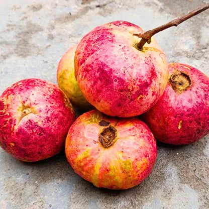 Buy Apple Cross Guava (Psidium Guajava) - Plant Online at Lalitenterprise