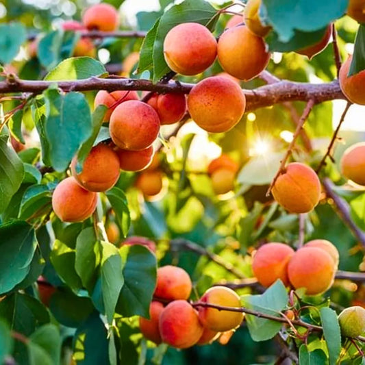 Buy Apricot (Prunus Armeniaca) - Plant Online at Lalitenterprise