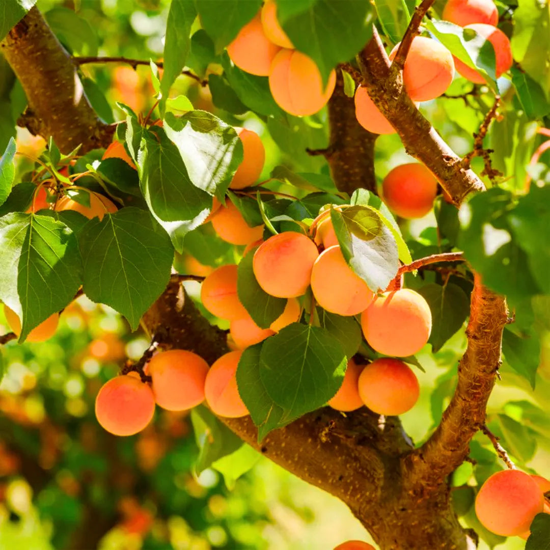 Buy Apricot (Prunus Armeniaca) - Plant Online at Lalitenterprise