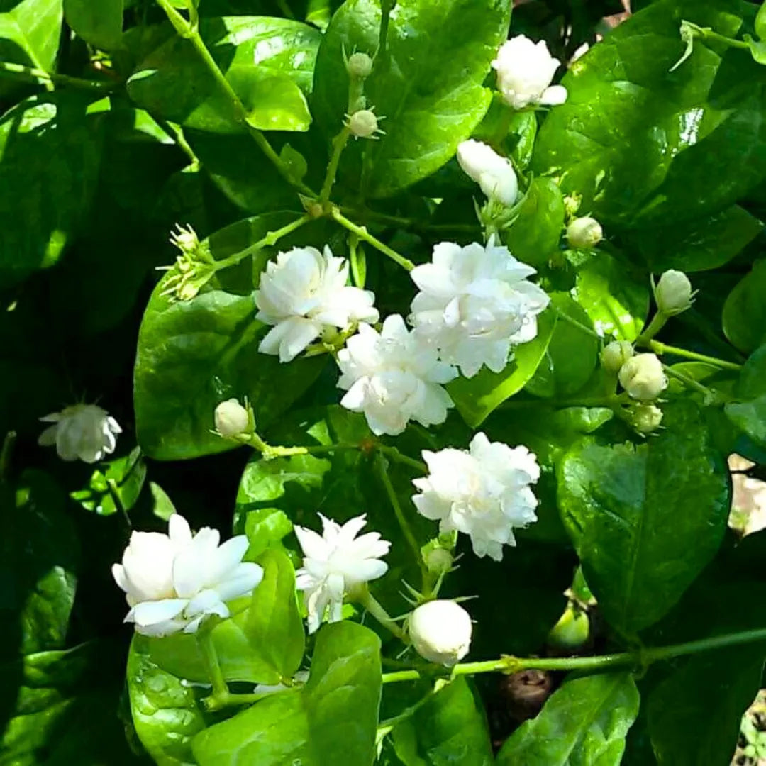 Buy Arabian Jasmine (Jasminum Sambac) - Plant Online at Lalitenterprise