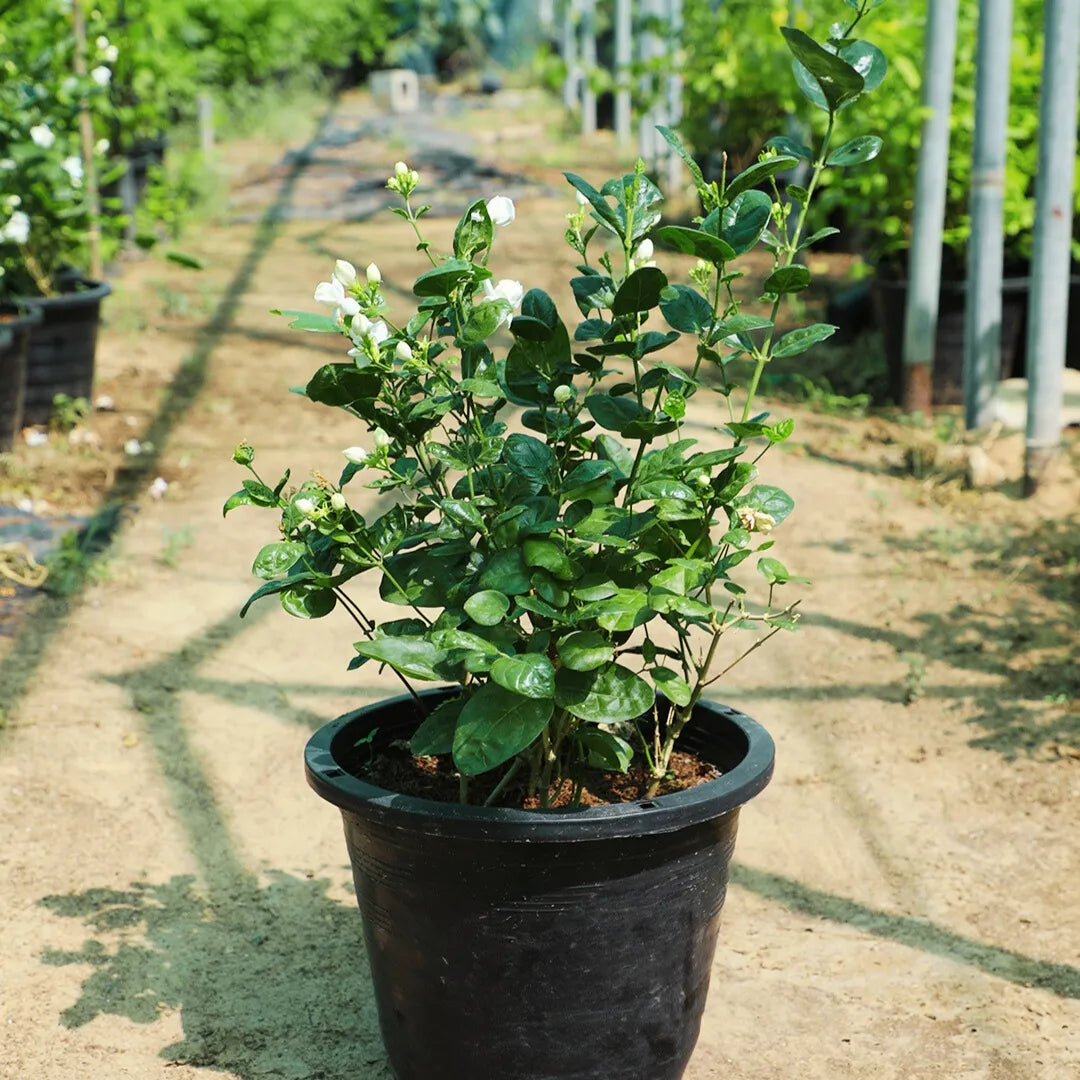 Buy Arabian Jasmine Plant Online at Lalitenterprise