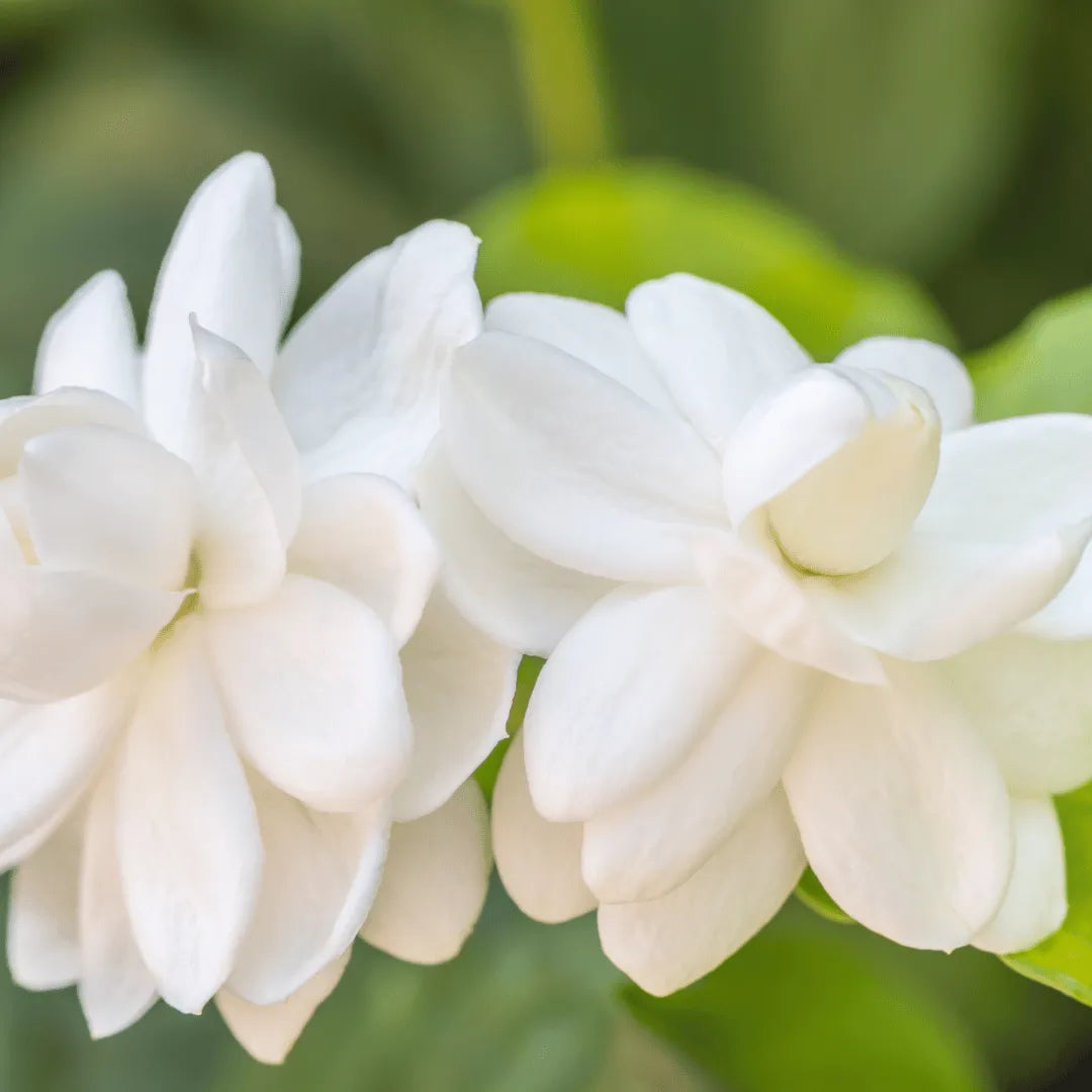 Buy Arabian Jasmine (Jasminum Sambac) Plant Online at Lalitenterprise