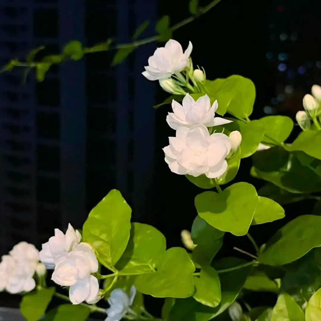 Buy Jasminum Sambac - Plant Online at Lalitenterprise