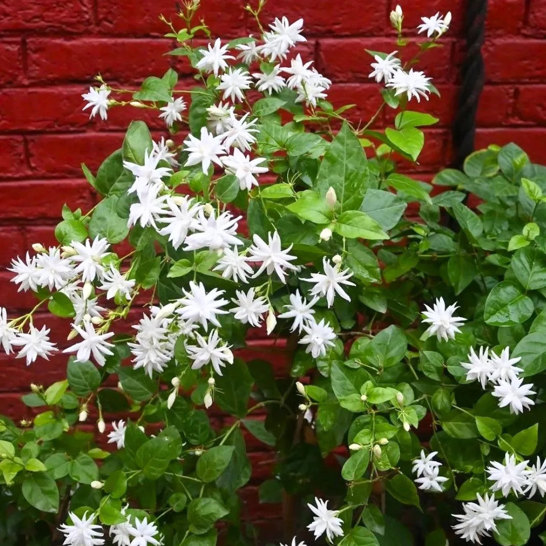 Buy Arabian Jasmine - Plant Online at Lalitenterprise