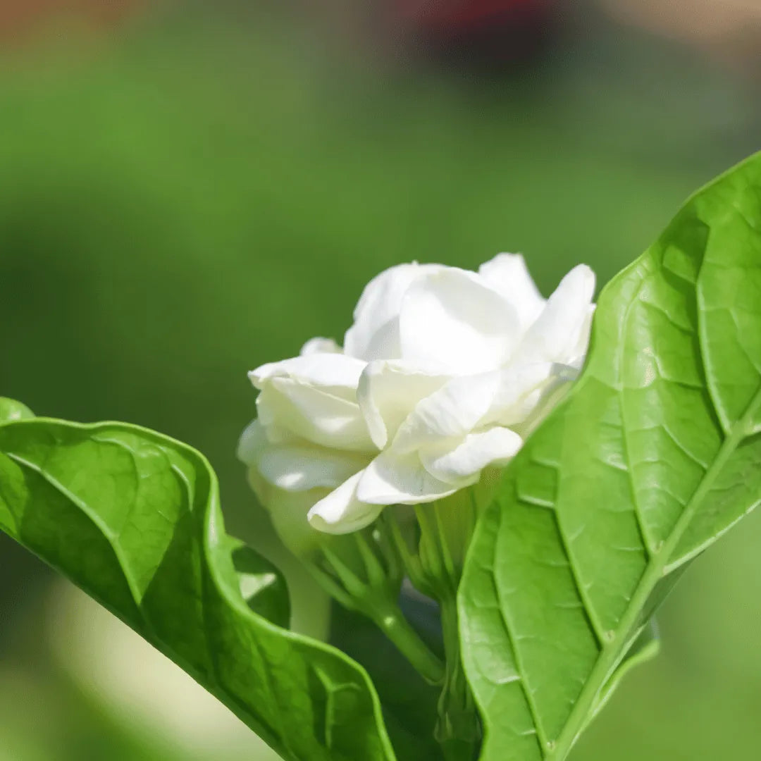 Buy Jasminum Sambac Plant Online at Lalitenterprise