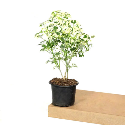 Buy Aralia Super White (Polyscias Fruticosa) - Plant Online at Lalitenterprise