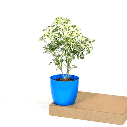 Buy Aralia Super White - Plant Online at Lalitenterprise