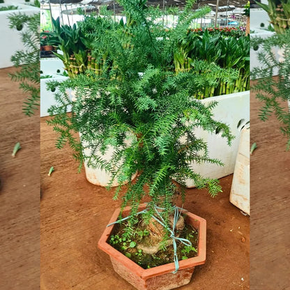 Buy Araucaria Helicopter "Bonsai" (Hoop Pine) - Plant Online at Lalitenterprise