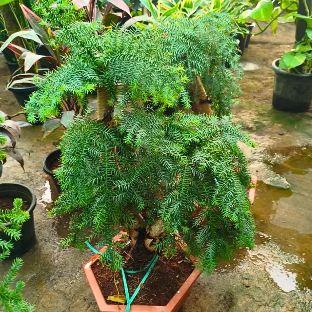 Buy Araucaria Helicopter "Bonsai" (Hoop Pine) - Plant Online at Lalitenterprise