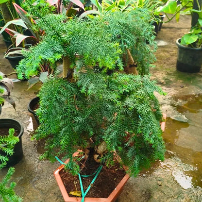 Buy Araucaria Helicopter "Bonsai" (Hoop Pine) - Plant Online at Lalitenterprise