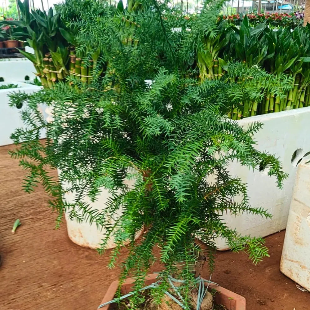 Buy Araucaria Helicopter "Bonsai" (Hoop Pine) - Plant Online at Lalitenterprise