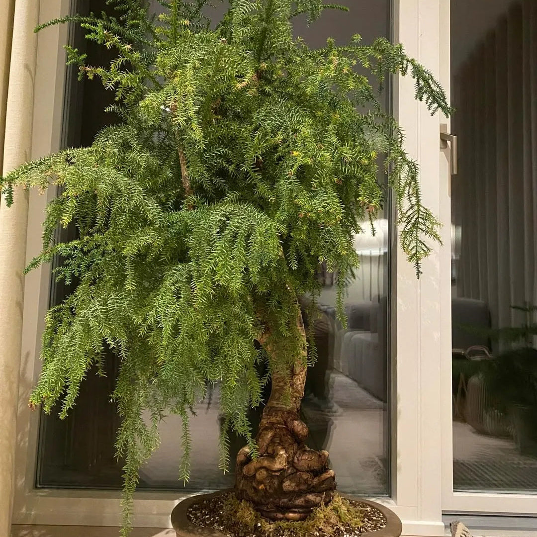 Buy Araucaria Helicopter "Bonsai" (Hoop Pine) - Plant Online at Lalitenterprise