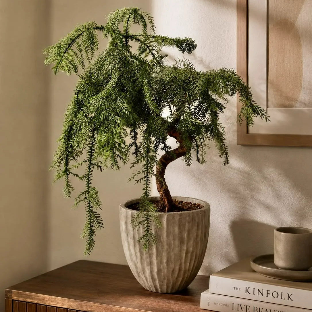 Buy Araucaria Helicopter "Bonsai" (Hoop Pine) - Plant Online at Lalitenterprise
