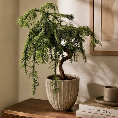 Buy Araucaria Helicopter "Bonsai" (Hoop Pine) - Plant Online at Lalitenterprise