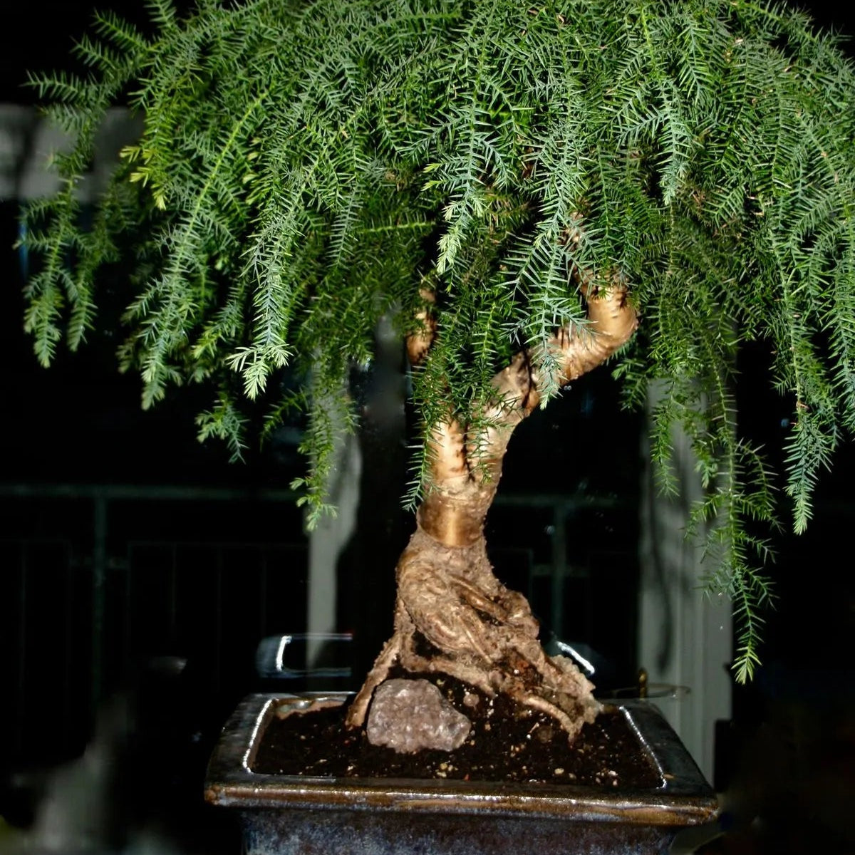 Buy Araucaria Helicopter "Bonsai" (Hoop Pine) - Plant Online at Lalitenterprise