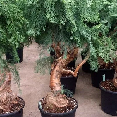 Buy Araucaria Helicopter "Bonsai" (Hoop Pine) - Plant Online at Lalitenterprise