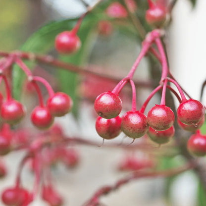 Buy Ardisia Crenata (Coral Berry) Plant  online at Lalitenterprise