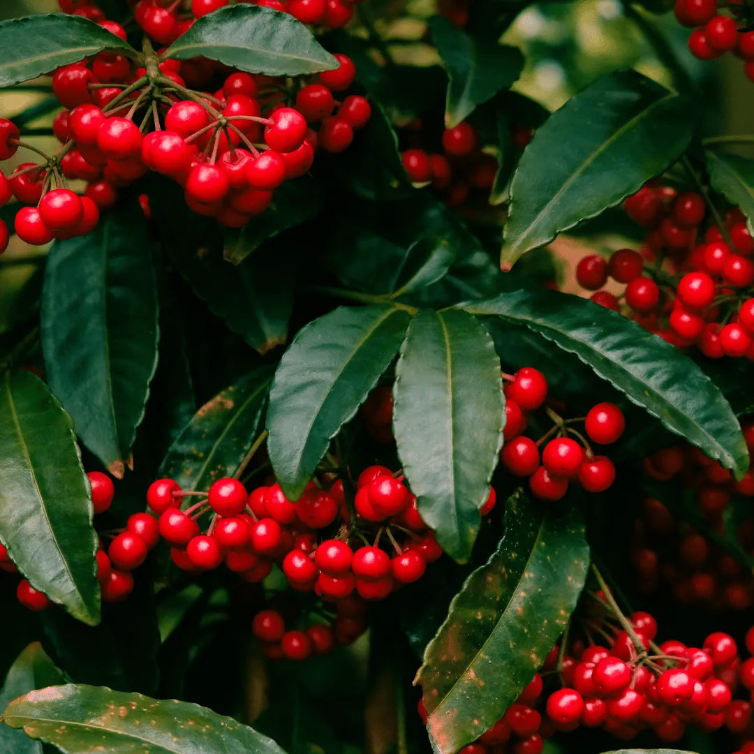 Buy Ardisia Crenata (Coral Berry) Plant  online at Lalitenterprise