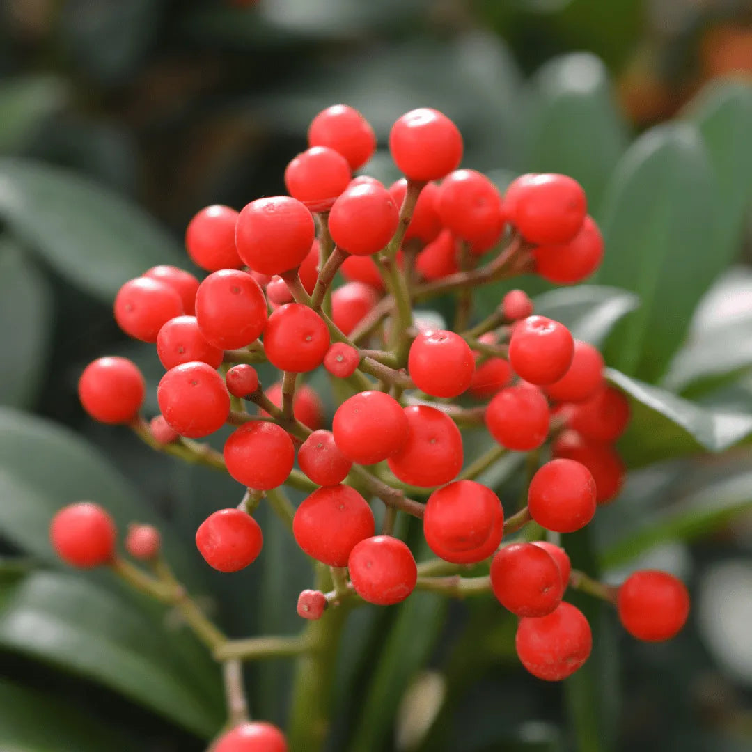 Buy Ardisia Crenata (Coral Berry) Plant  online at Lalitenterprise