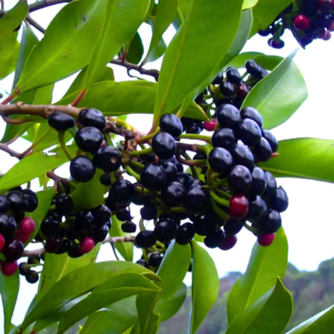 Buy Ardisia Elliptica (Duck's eye, Coralberry) - Plant Online at Lalitenterprise