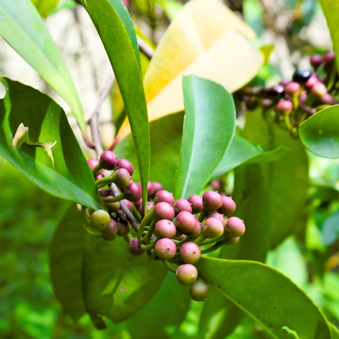 Buy Ardisia Elliptica - Plant Online at Lalitenterprise