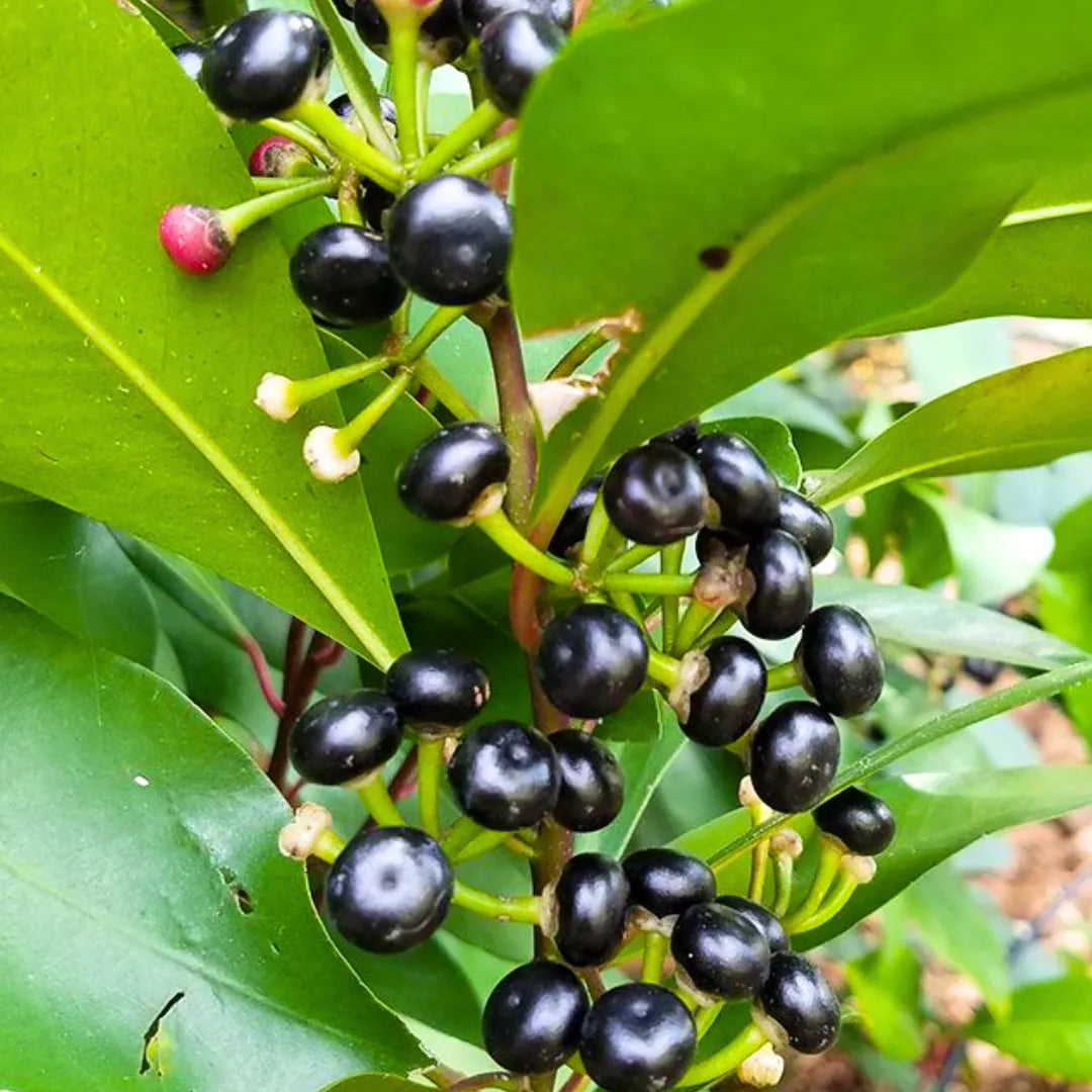 Buy Ardisia Elliptica (Duck's eye, Coralberry) - Plant Online at Lalitenterprise