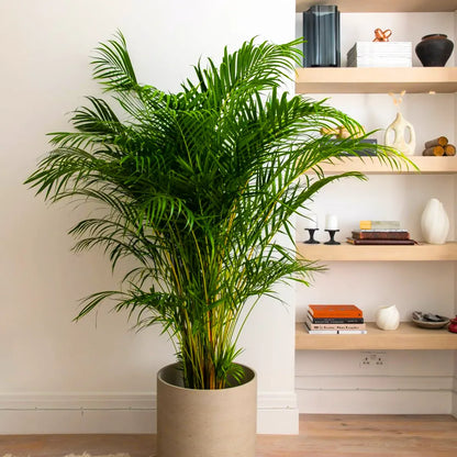 areca palm outdoors in pots Areca Palm, Madagascar Palm – Plant