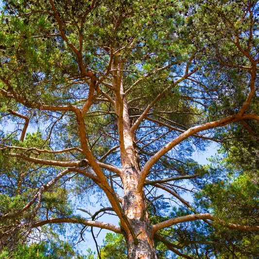 Buy Terminalia Arjuna (Arjun Tree) - Plant Online at Lalitenterprise