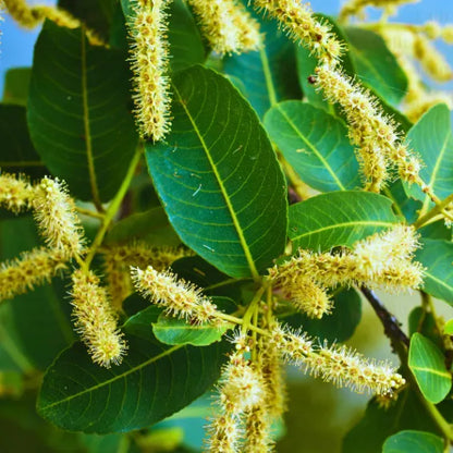Buy Arjun Tree - Plant Online at Lalitenterprise