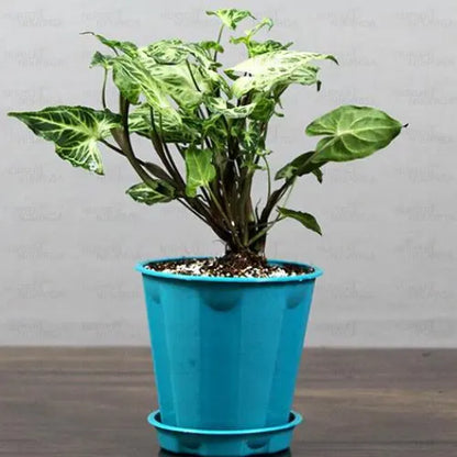 Buy Arrowhead (Syngonium Podophyllum) - Plant Online at Lalitenterprise