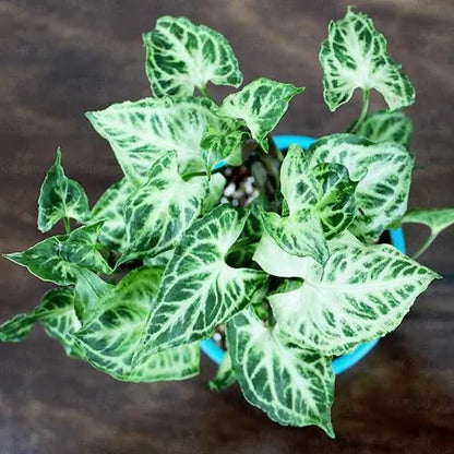Buy Arrowhead (Syngonium Podophyllum) - Plant Online at Lalitenterprise