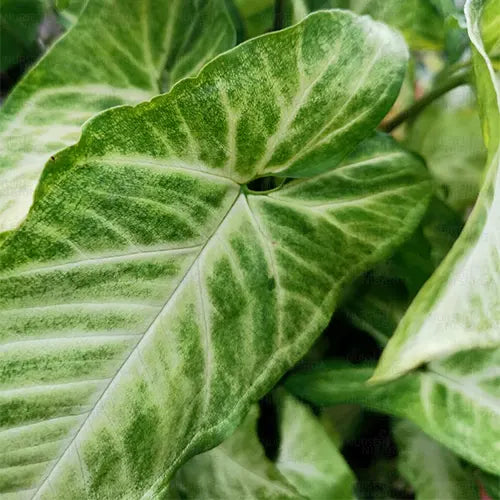 Buy Arrowhead (Syngonium Podophyllum) - Plant Online at Lalitenterprise