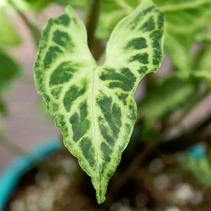 Buy Arrowhead (Syngonium Podophyllum) - Plant Online at Lalitenterprise
