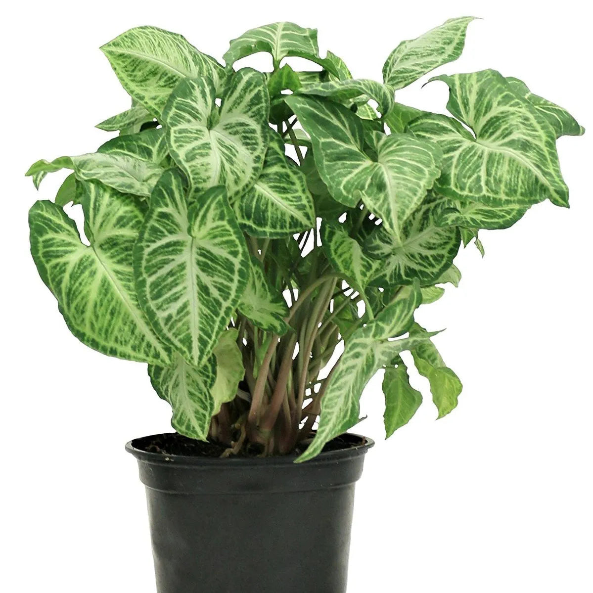 Buy Arrowhead (Syngonium Podophyllum) - Plant Online at Lalitenterprise