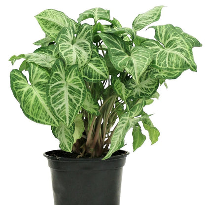 Buy Arrowhead (Syngonium Podophyllum) - Plant Online at Lalitenterprise