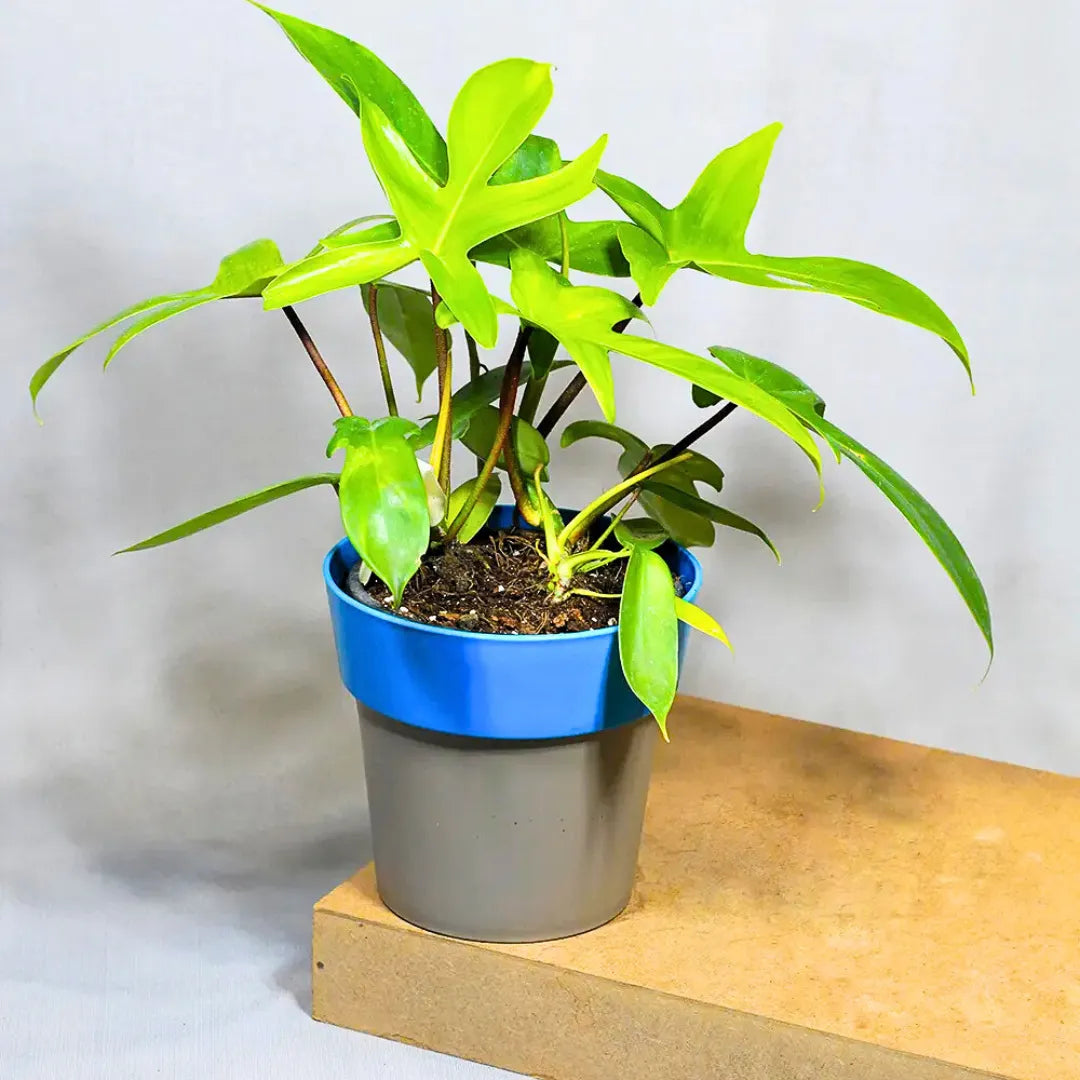 Buy Philodendron Florida Ghost – Plant Online at Lalitenterprise