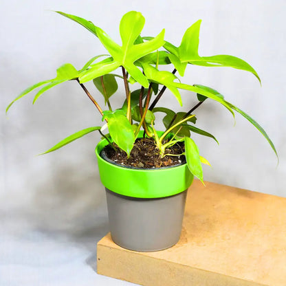 Buy Philodendron Florida Ghost – Plant Online at Lalitenterprise