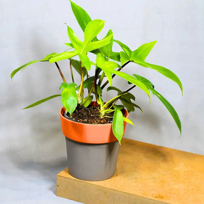 Buy Philodendron Florida Ghost – Plant Online at Lalitenterprise