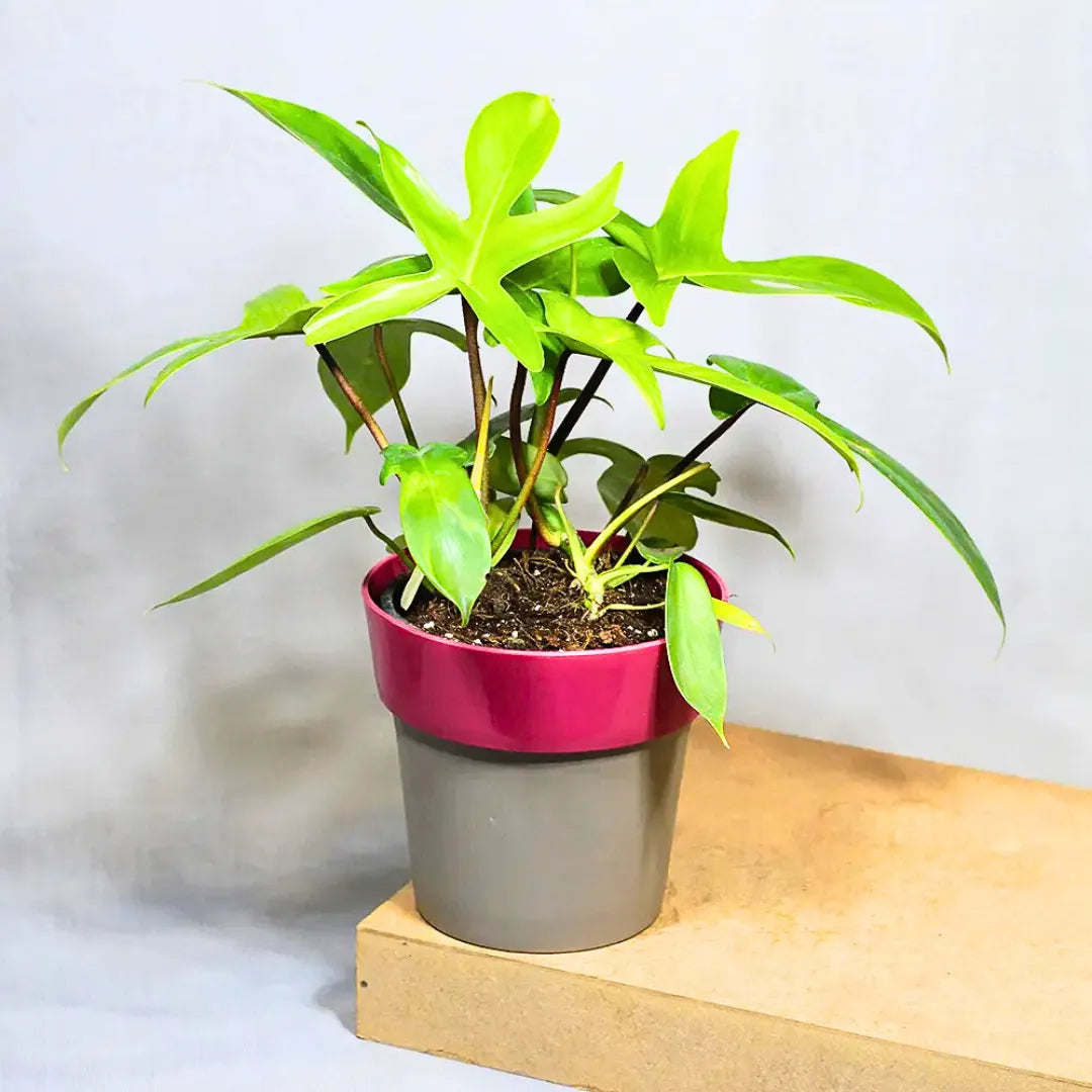 Buy Philodendron Florida Ghost – Plant Online at Lalitenterprise