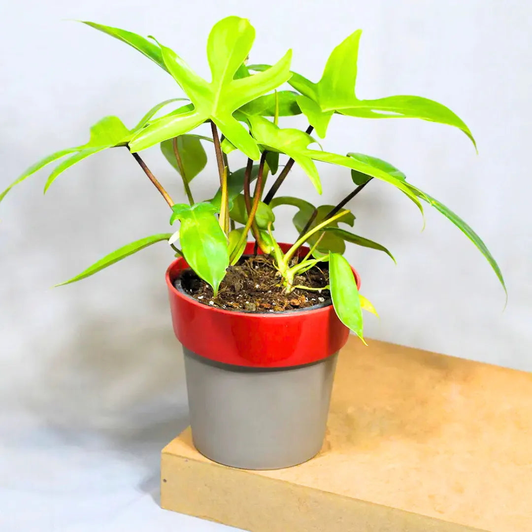 Buy Philodendron Florida Ghost – Plant Online at Lalitenterprise