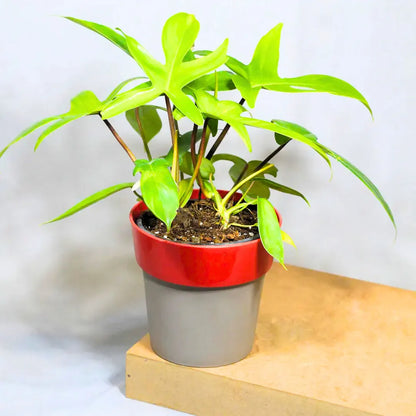 Buy Philodendron Florida Ghost – Plant Online at Lalitenterprise