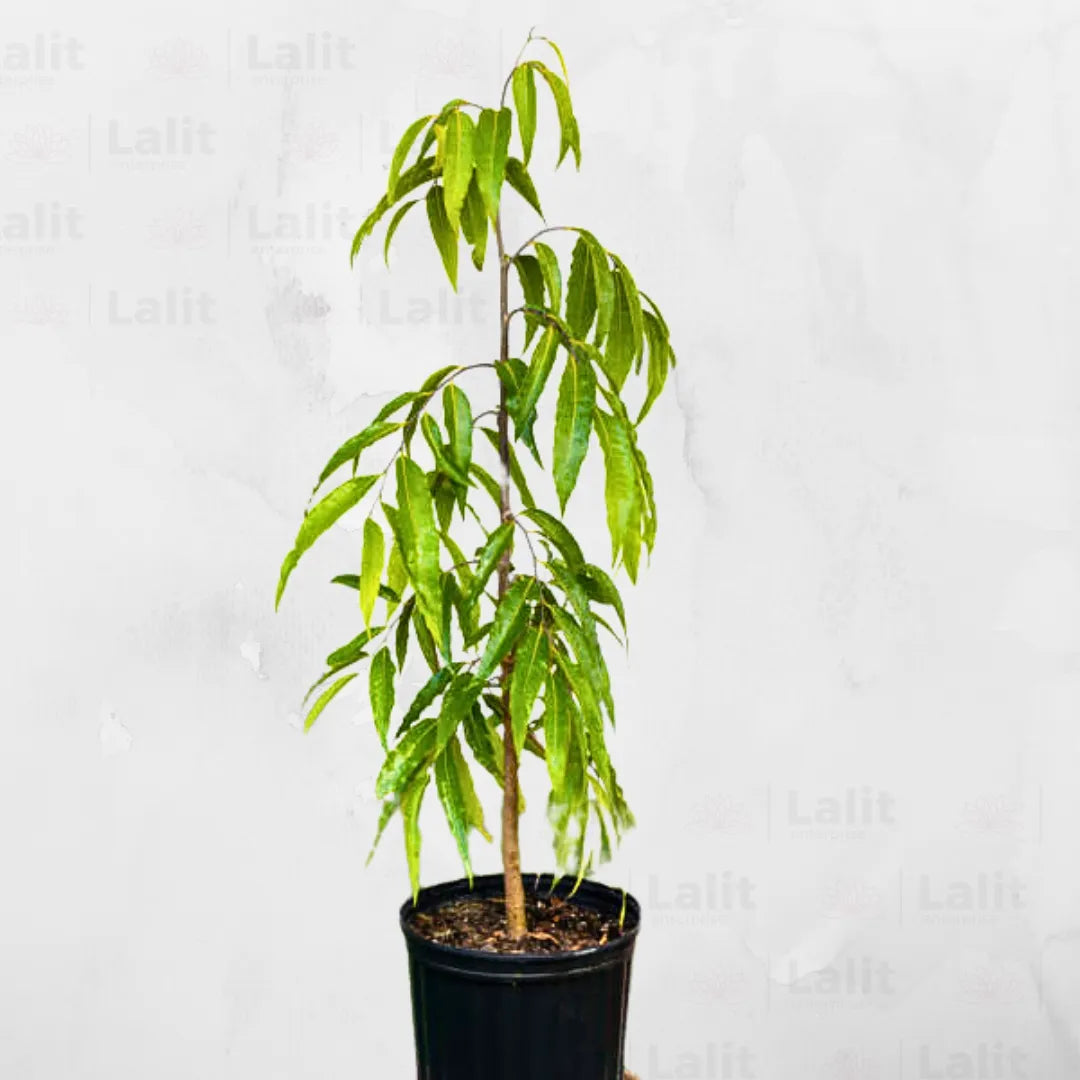 ashoka plant in pot Ashoka Pendula Tree (Polyalthia Longifolia)