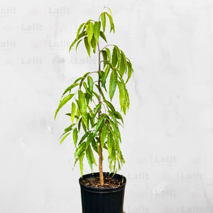 Buy Polyalthia Longifolia - Plant Online at Lalitenterprise