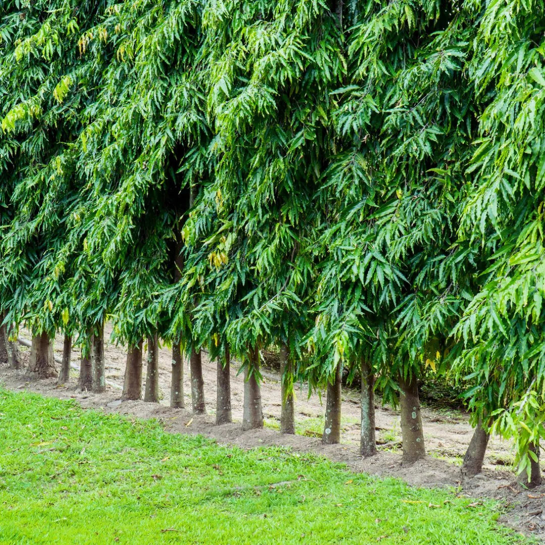 Pendula Ashok - Plant