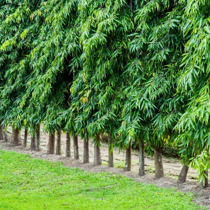 Pendula Ashok - Plant