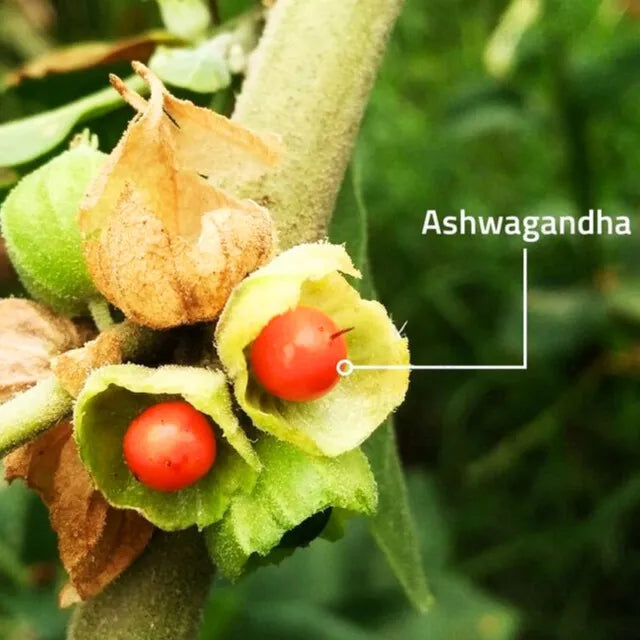Buy Ashwagandha (Withania Somnifera) - Plant Online at Lalitenterprise