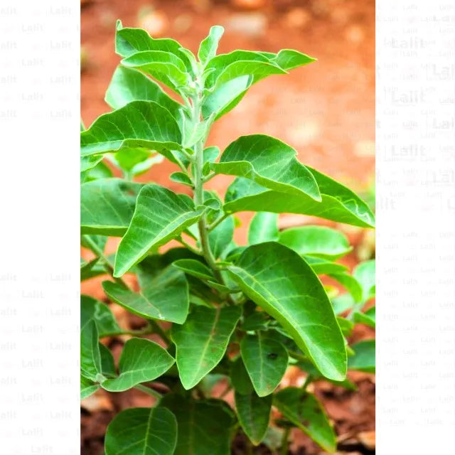 Buy Withania Somnifera - Plant Online at Lalitenterprise