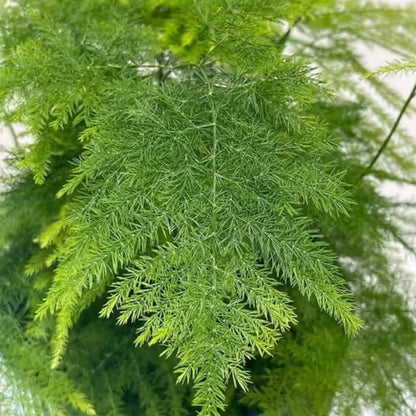 Buy Asparagus Fern (Asparagus Setaceus) "Plumosa Fern" - Plant Online at Lalitenterprise